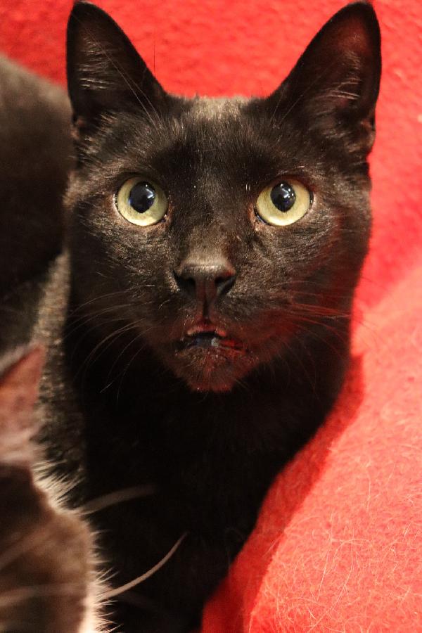 Geii (Panterone) dolcissimo coccolone Foto 8